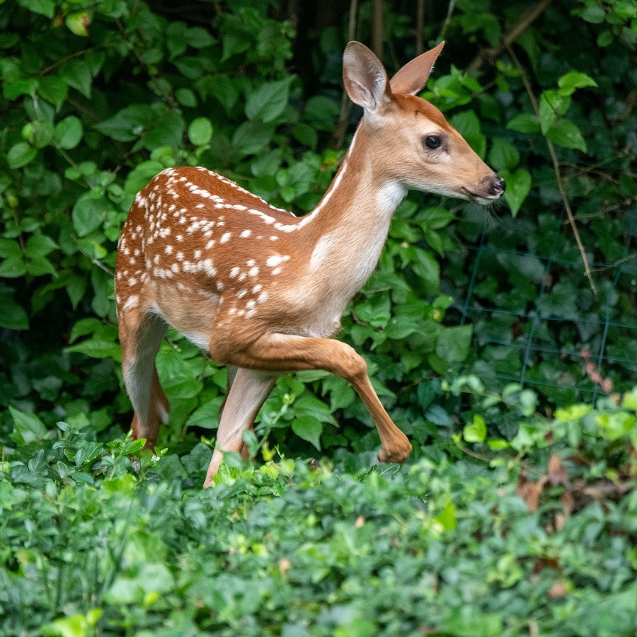 What to do in the New Forest National Park