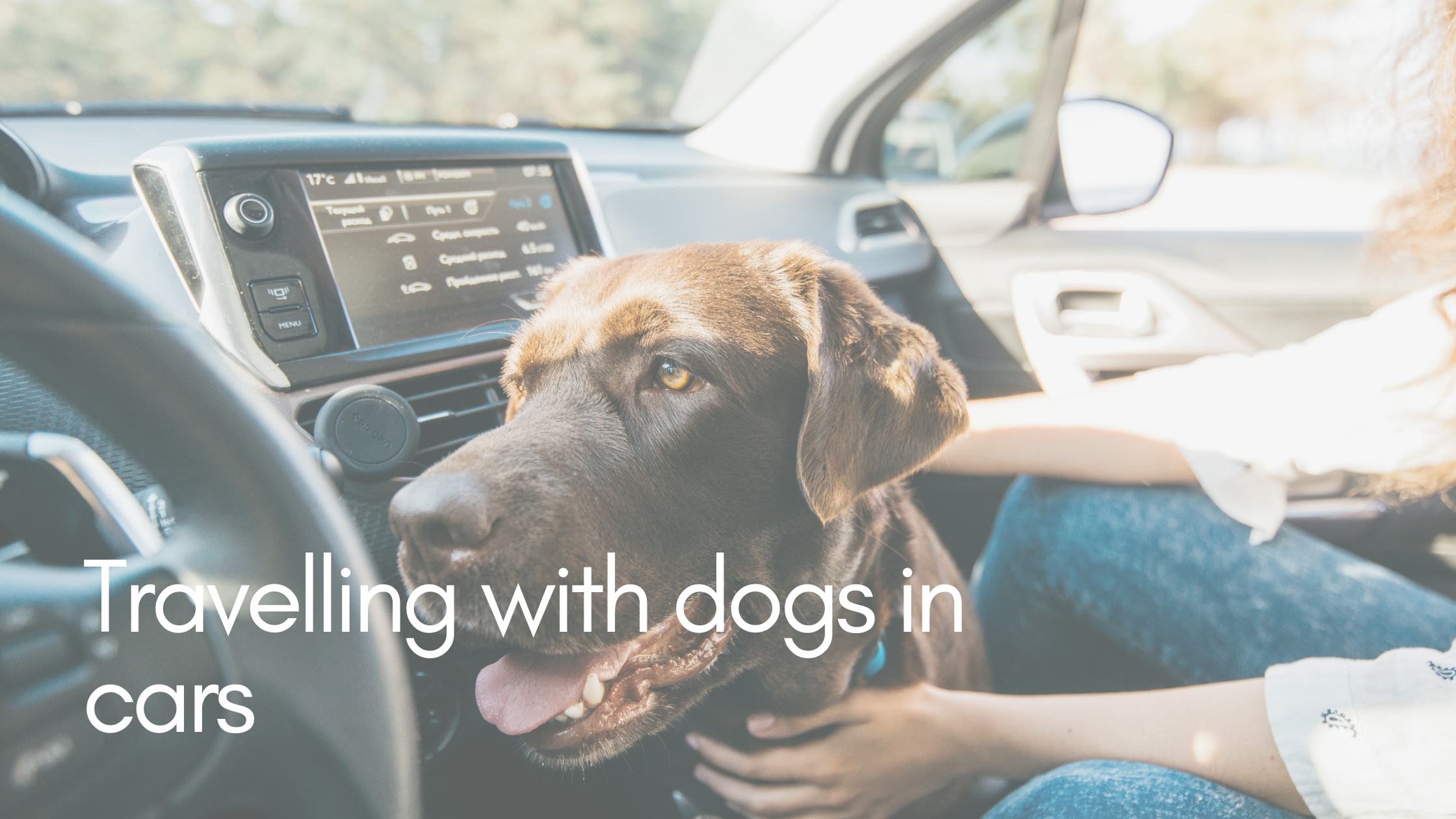 Travelling with dogs - safety regulations